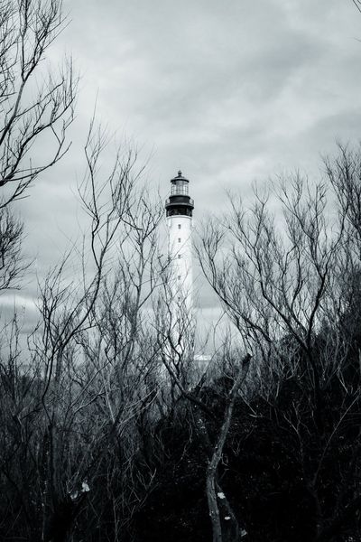 La linterna del faro emerge entre una maraña de ramas sin hojas.