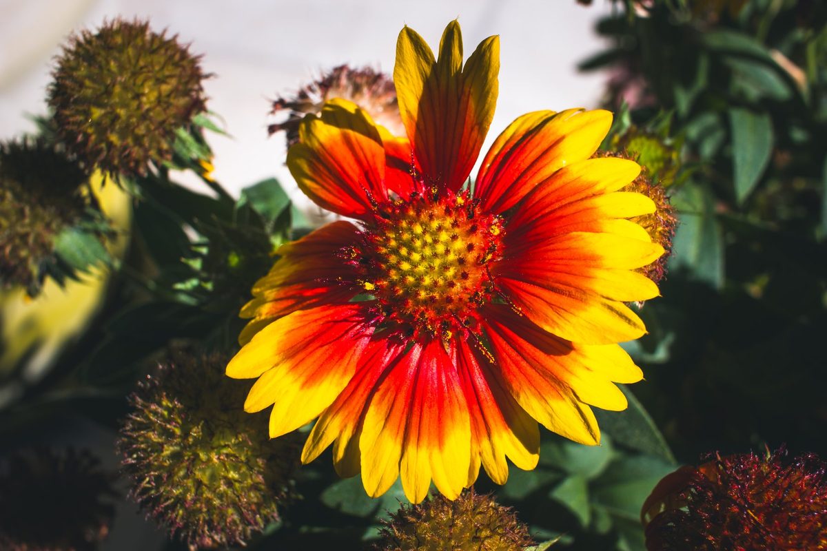 Una gaillardia roja y amarilla abierta al sol, rodeada de cabezas de semillas.