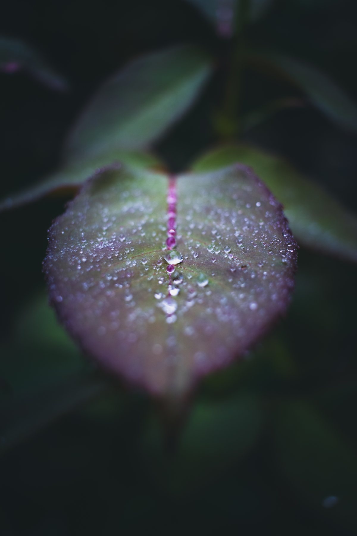Gotas de rocío ordenadas a lo largo del nervio rosado de una hoja.