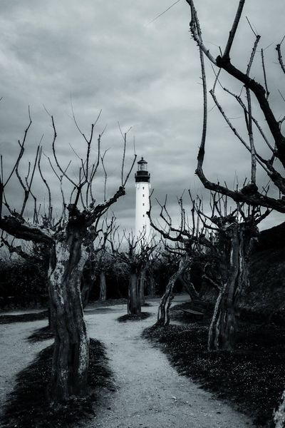 Troncos torcidos por el viento enmarcan el faro al final del camino.