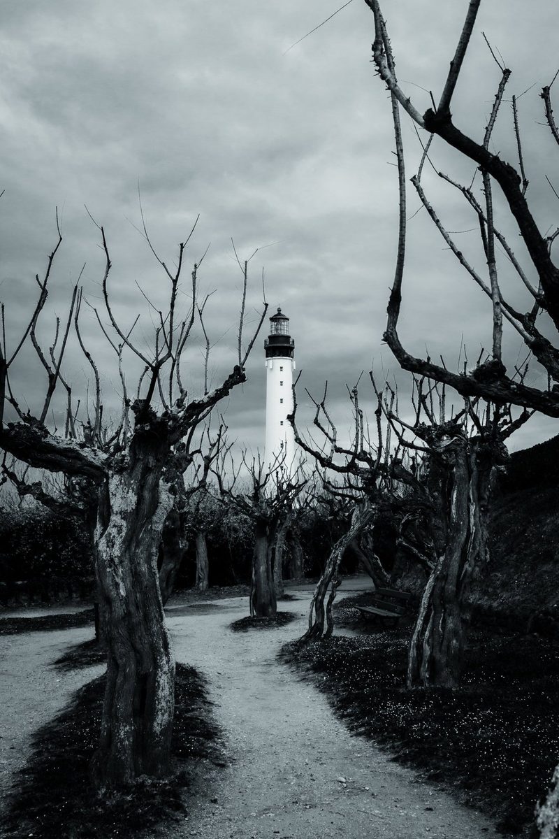 Trunks bent by the wind frame the lighthouse at the end of the path.