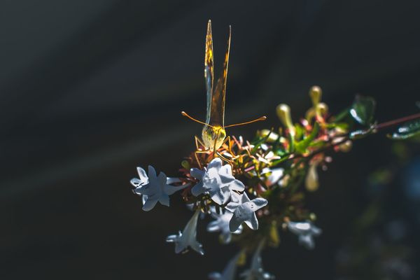 Una mariposa de frente, con las alas cerradas encendidas por el sol, posada sobre las flores blancas de una abelia.