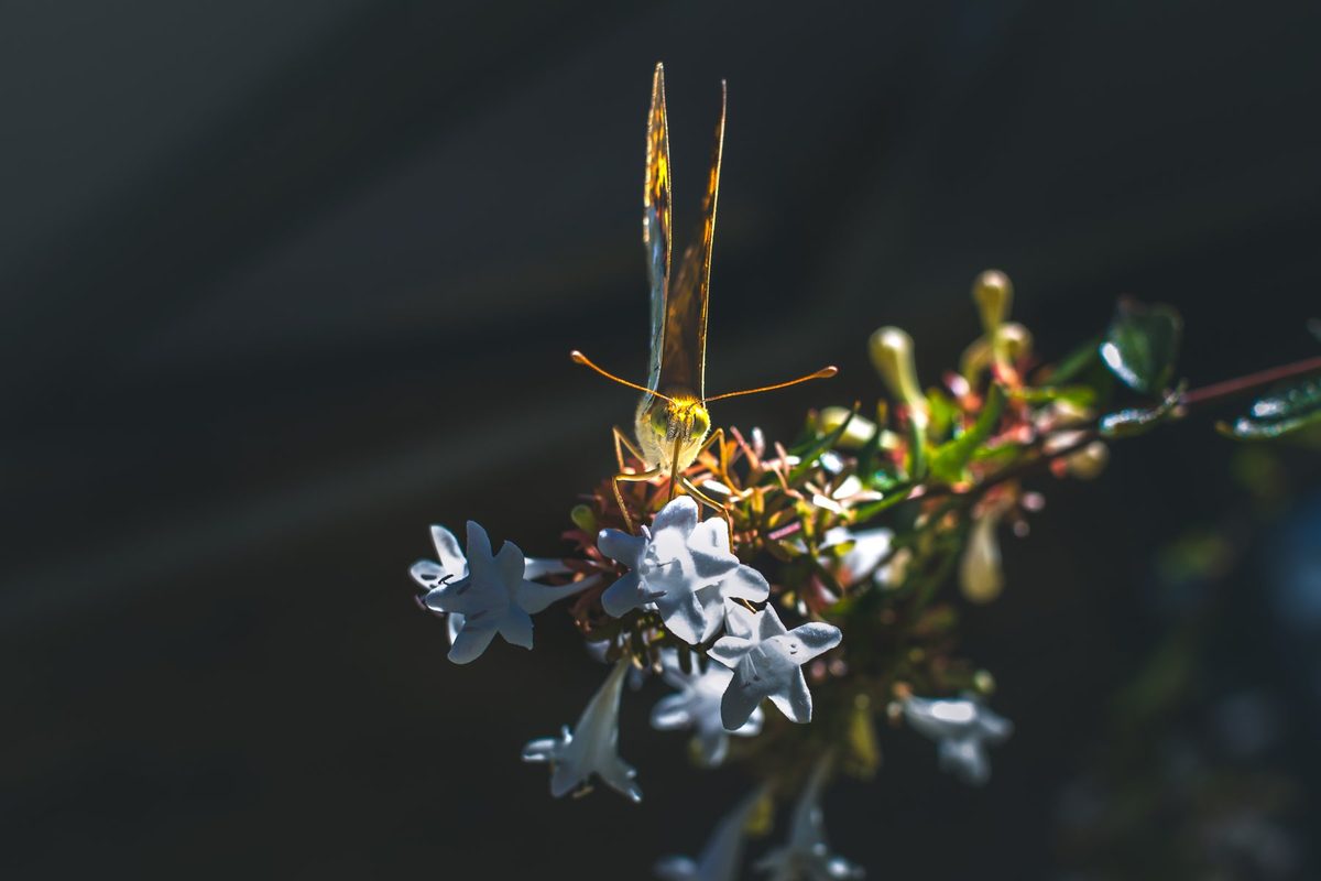 Una mariposa de frente, con las alas cerradas encendidas por el sol, posada sobre las flores blancas de una abelia.