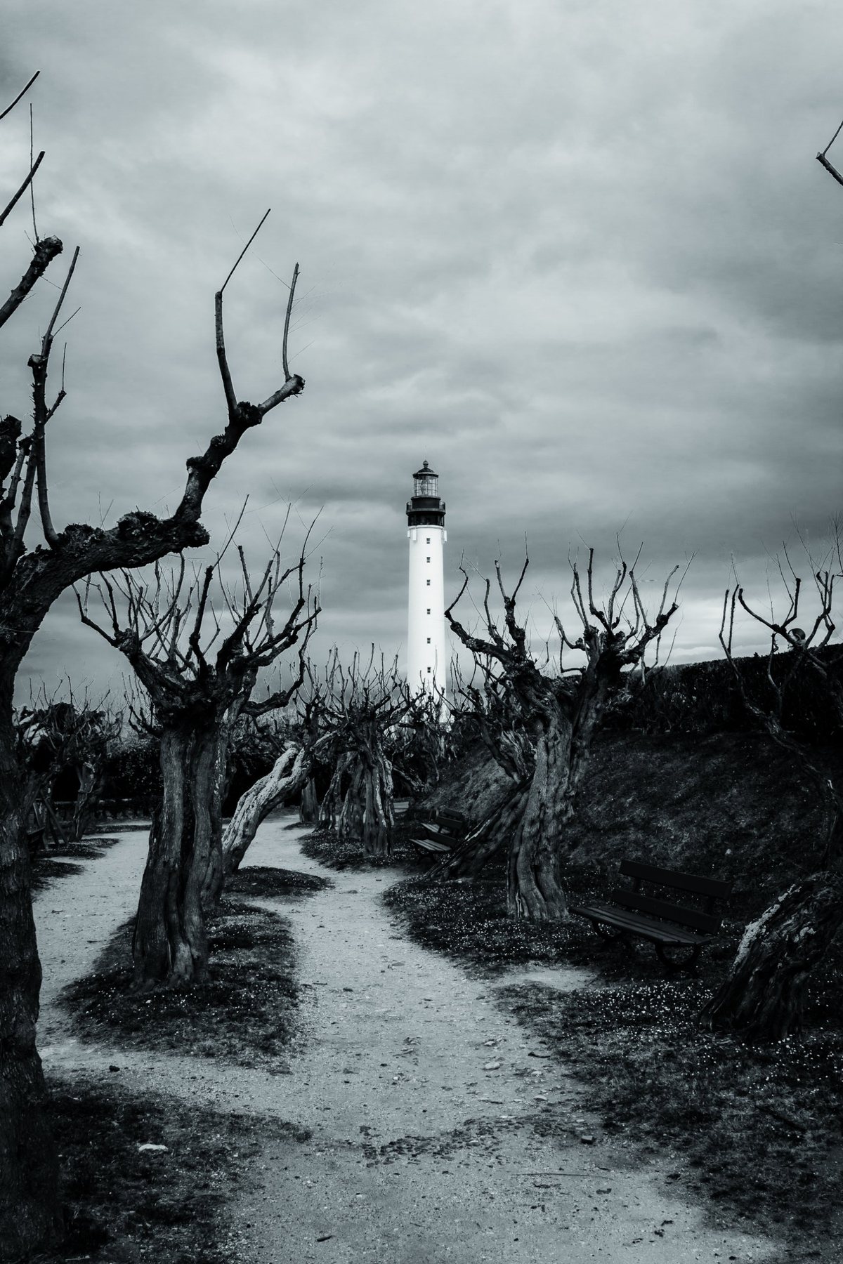 Un sendero de grava se abre entre tamarices retorcidos hasta el faro.