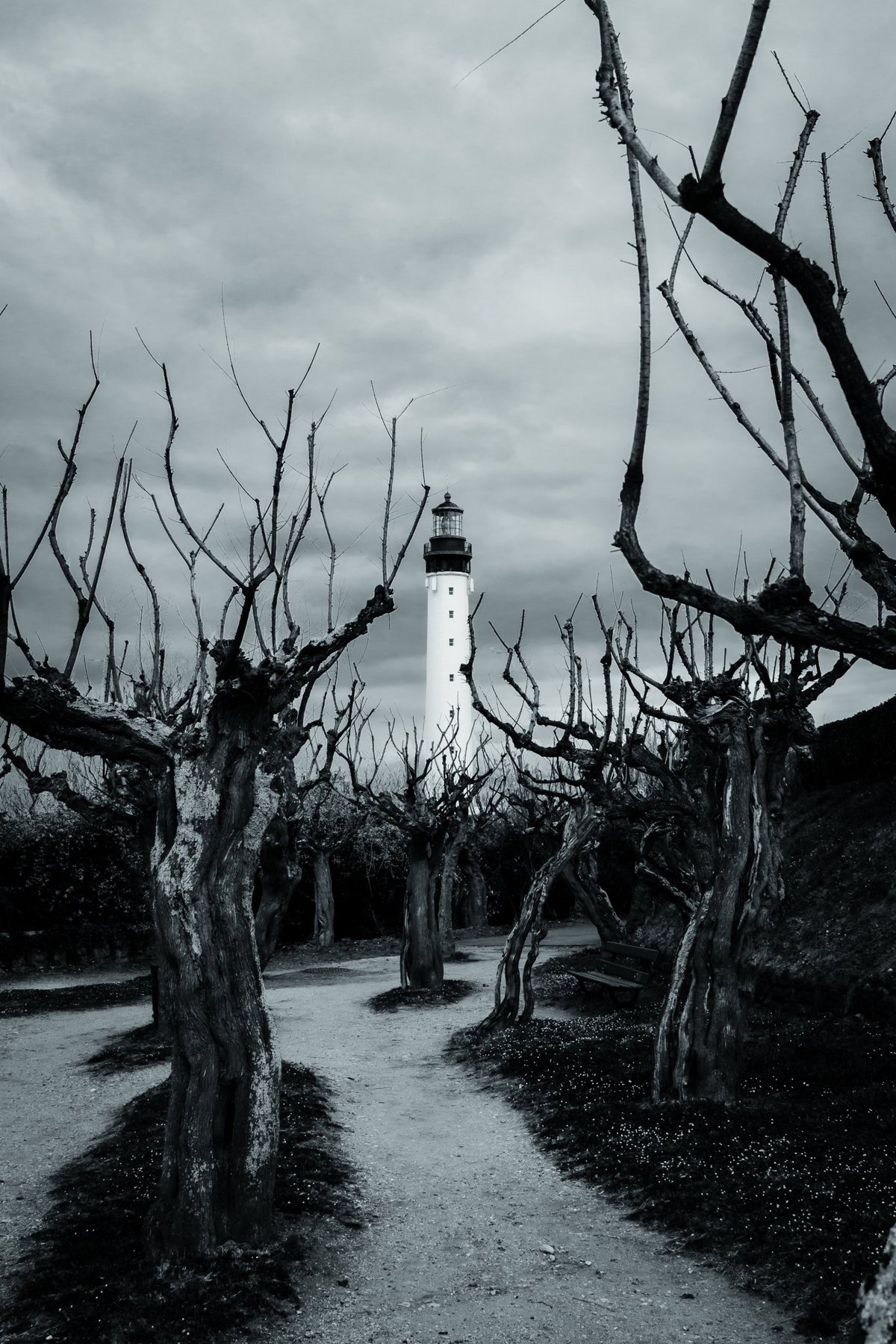 Troncos torcidos por el viento enmarcan el faro al final del camino.