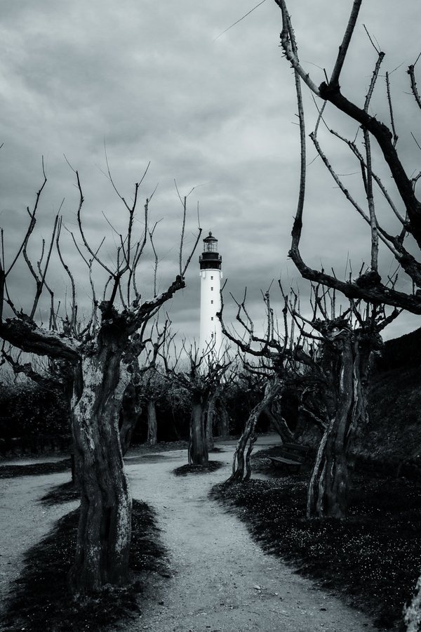 Troncos torcidos por el viento enmarcan el faro al final del camino.